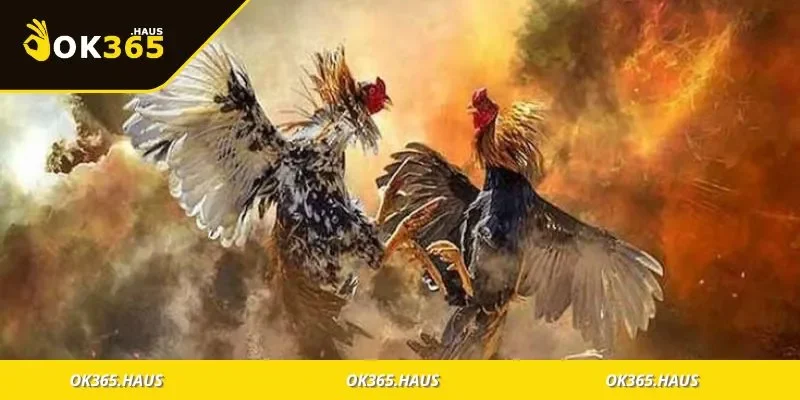 Đá Gà Thomo Hấp Dẫn, Thế Giới Cực Phẩm Của Dân Chơi 4 Cộng đồng yêu thích đá gà thomo giao lưu tại khán đài