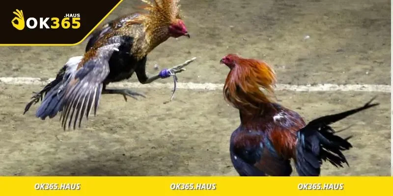 Các yếu tố then chốt khi chơi đá gà cần biết