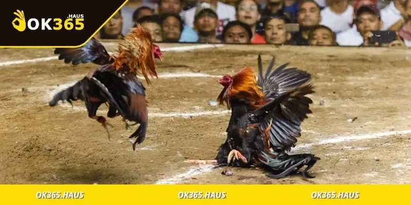 Đá Gà Thomo Hấp Dẫn, Thế Giới Cực Phẩm Của Dân Chơi 2 Trận đá gà thomo đỉnh cao đang diễn ra kịch tính