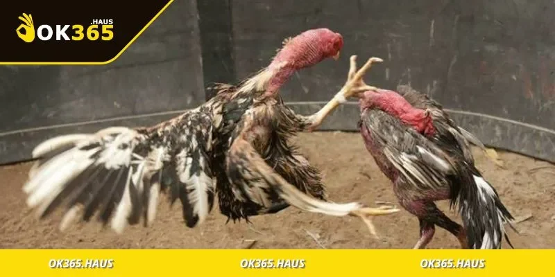 Ý nghĩa việc chọn ngày đá gà và vai trò tâm linh trong thi đấu